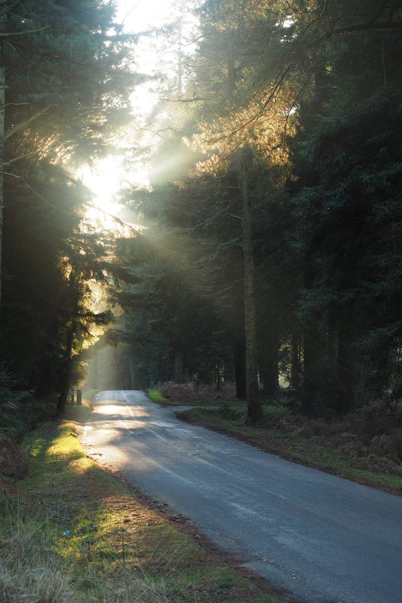 New Forest